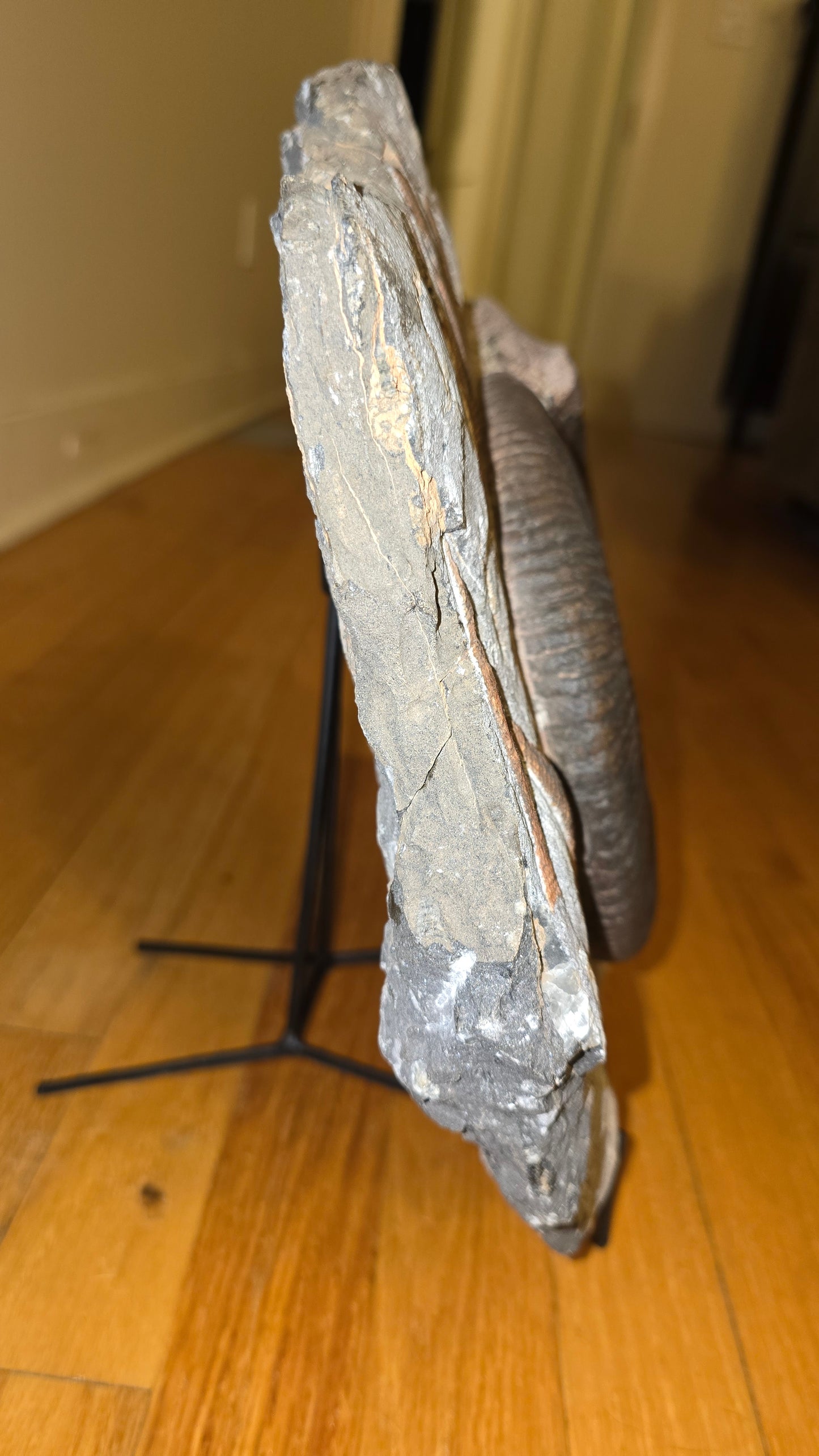 Ancient Ammonite Fossil - 27lbs