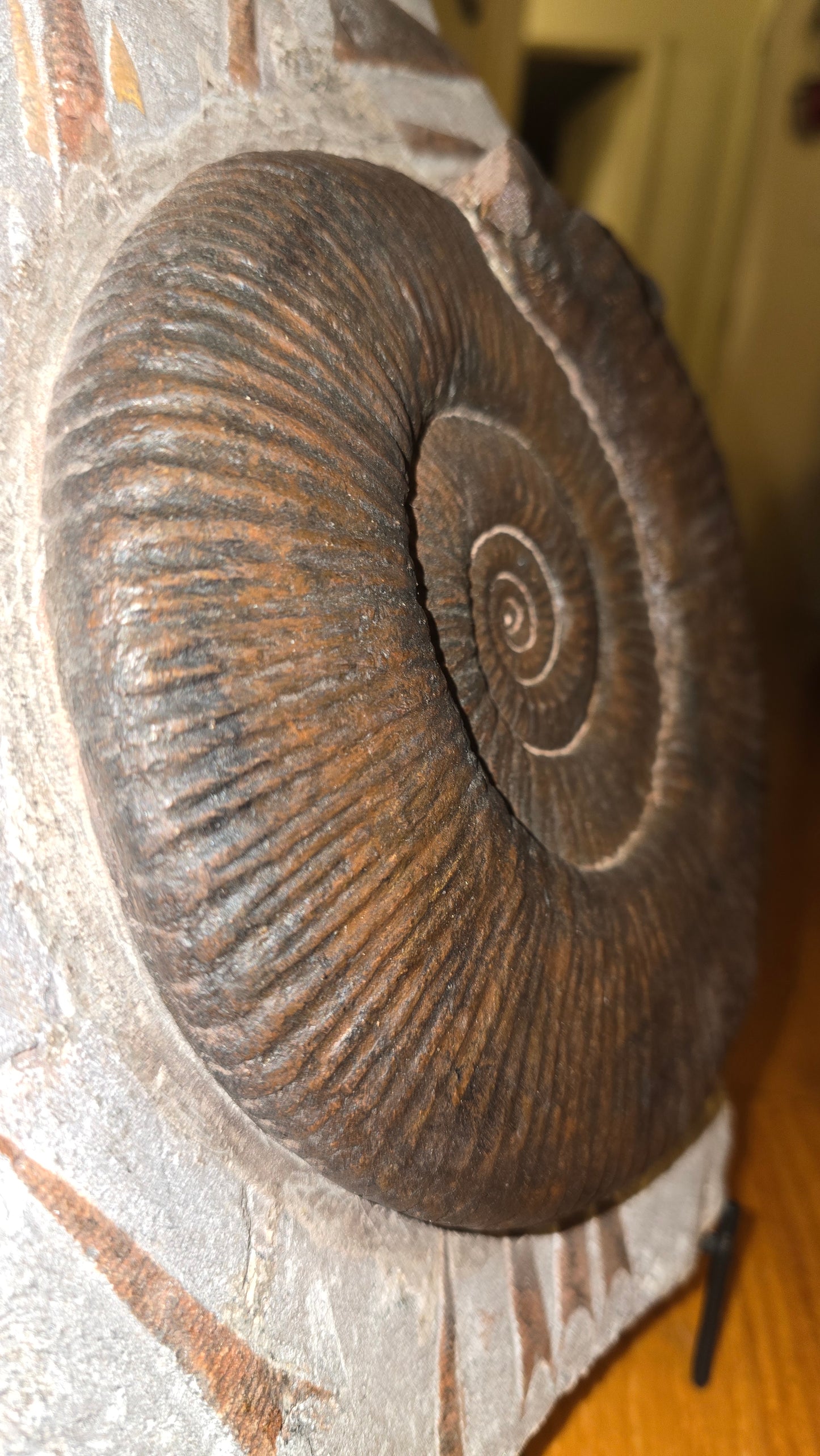 Ancient Ammonite Fossil - 27lbs