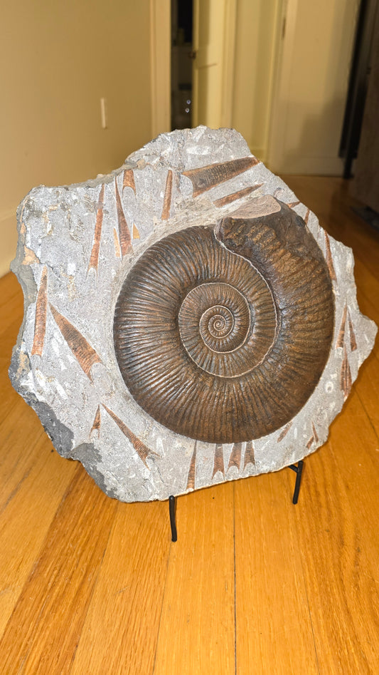 Ancient Ammonite Fossil - 27lbs